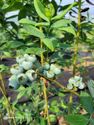 박창호님의 금쪽같은 내 작물 자랑하기 · 참여 작성글 사진
