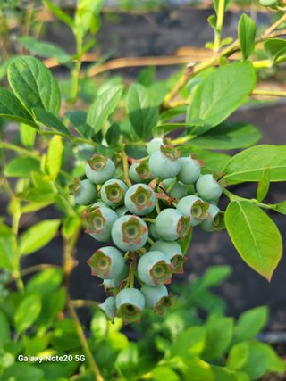 박창호님의 금쪽같은 내 작물 자랑하기 · 참여 작성글 사진