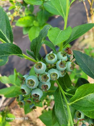 박창호님의 금쪽같은 내 작물 자랑하기 · 참여 작성글 사진