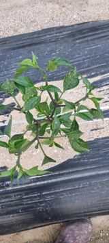 팜모닝 자유주제·자유게시판 게시글 이미지