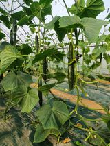 팜모닝 금쪽같은 내 작물 자랑하기·참여 게시글 이미지