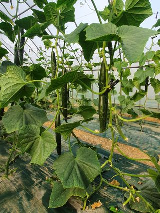 김인선님의 금쪽같은 내 작물 자랑하기 · 참여 작성글 사진