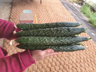 김인선님의 금쪽같은 내 작물 자랑하기 · 참여 작성글 사진