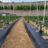 팜모닝 고추·지주설치•유인•성장 게시글 이미지