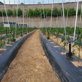 김기택님의 고추 · 지주설치•유인•성장 작성글 사진