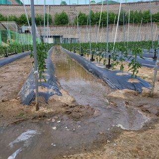 김기택님의 고추 · 지주설치•유인•성장 작성글 사진