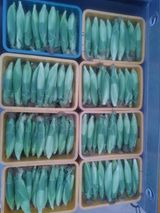 팜모닝 옥수수·자유게시판 게시글 이미지