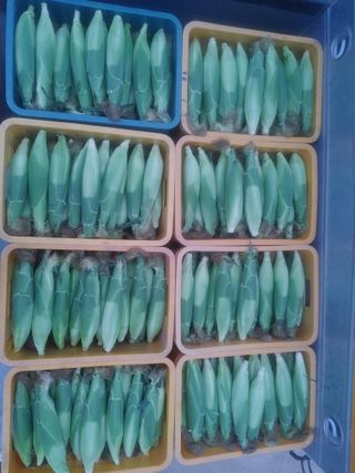 부농이네(이나영)님의 옥수수 · 자유게시판 작성글 사진