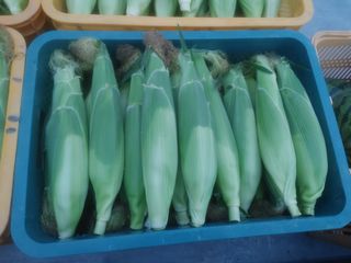 부농이네(이나영)님의 옥수수 · 자유게시판 작성글 사진