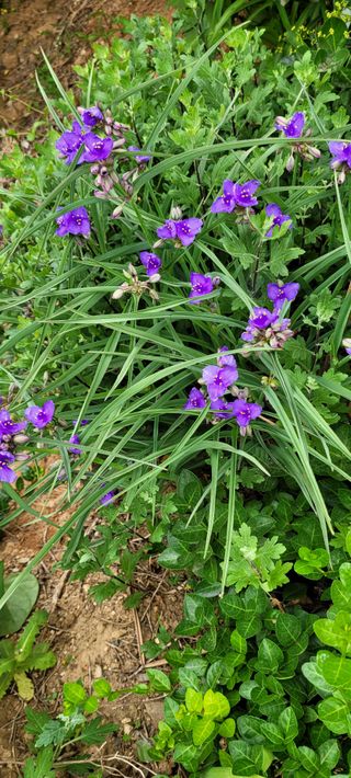 박영준님의 고구마 · 자유게시판 작성글 사진