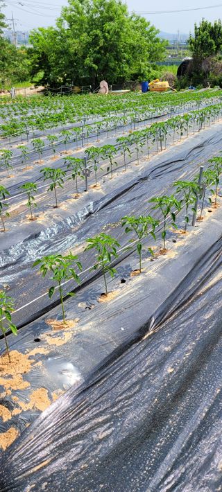 박영준님의 고구마 · 자유게시판 작성글 사진