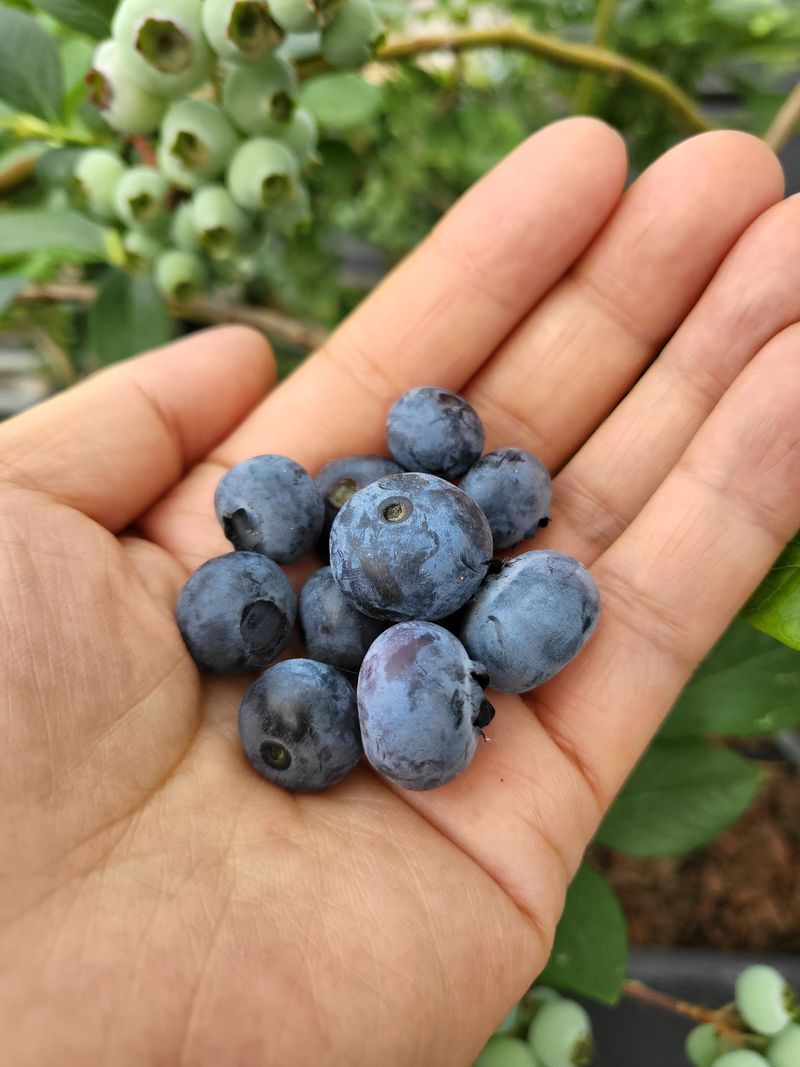 마음길베리님의 장터 판매 상품 [블루베리 특 2kg , ] 첨부 사진