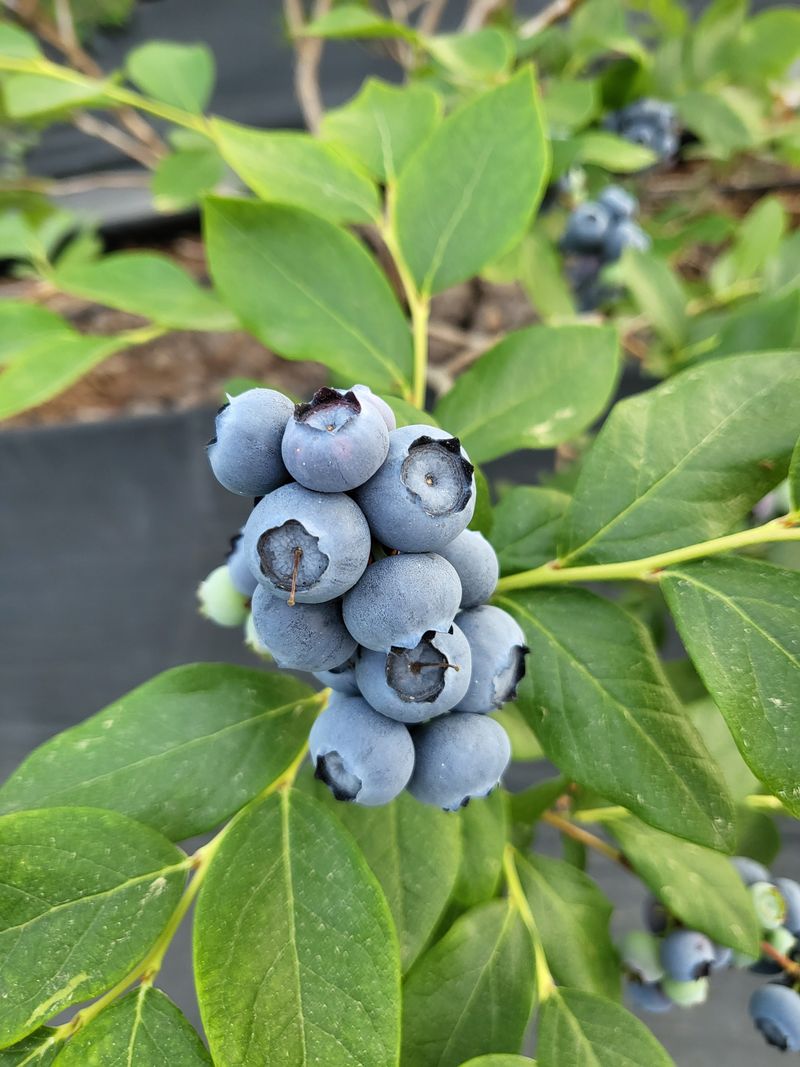 마음길베리님의 장터 판매 상품 [블루베리 특 2kg , ] 첨부 사진