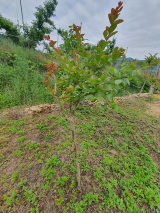 아네모네1님의 작성글 사진