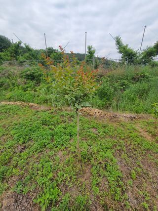 아네모네1님의 작성글 사진