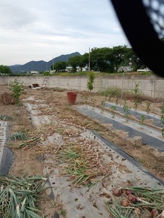 신동수님의 양파 · 자유게시판 작성글 사진