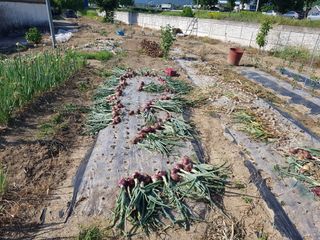 신동수님의 양파 · 자유게시판 작성글 사진