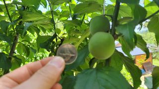 지리산님의 매실 · 자유게시판 작성글 사진