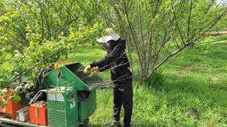 지리산님의 매실 · 자유게시판 작성글 사진