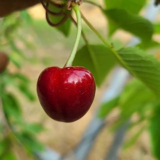 김호준님의 금쪽같은 내 작물 자랑하기 · 참여 작성글 사진