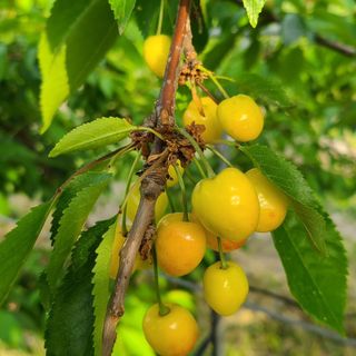 김호준님의 금쪽같은 내 작물 자랑하기 · 참여 작성글 사진