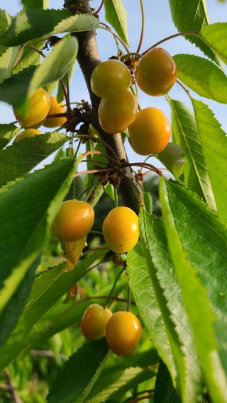 김호준님의 금쪽같은 내 작물 자랑하기 · 참여 작성글 사진