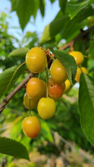 김호준님의 금쪽같은 내 작물 자랑하기 · 참여 작성글 사진