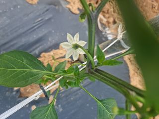 남종희님의 고추 · 일상 작성글 사진