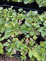 팜모닝 기타작물·병해충상담 게시글 이미지