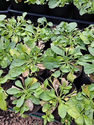 자연사람님의 기타작물 · 병해충상담 작성글 사진