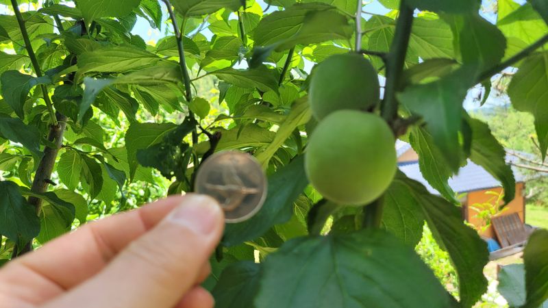 장터 상품 [지리산 하동 청매실 10kg] 썸네일