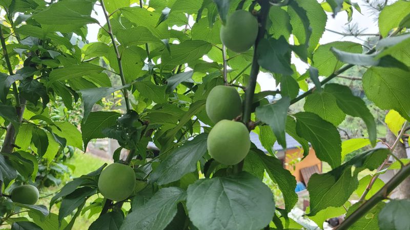 지리산님의 장터 판매 상품 [지리산 하동 청매실 10kg] 첨부 사진