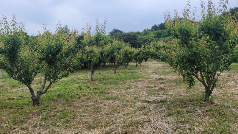 지리산님의 장터 판매 상품 [지리산 하동 청매실 10kg] 첨부 사진