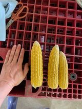 팜모닝 금쪽같은 내 작물 자랑하기·참여 게시글 이미지