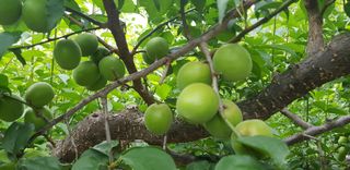 최문열님의 매실 · 자유게시판 작성글 사진