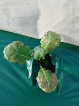 팜모닝 기타작물·병해충상담 게시글 이미지