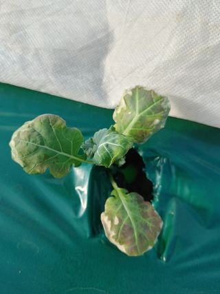 KJH님의 기타작물 · 병해충상담 작성글 사진