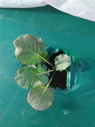 KJH님의 기타작물 · 병해충상담 작성글 사진