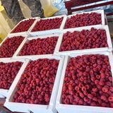 팜모닝 딸기·시세•판로 게시글 이미지