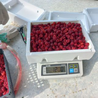 도천촌놈님의 딸기 · 시세•판로 작성글 사진