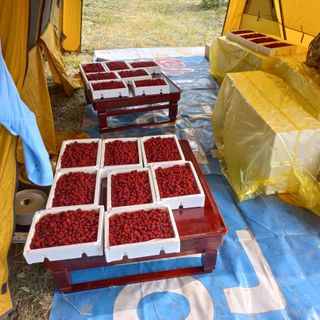 도천촌놈님의 딸기 · 시세•판로 작성글 사진