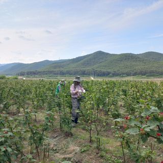 도천촌놈님의 딸기 · 시세•판로 작성글 사진