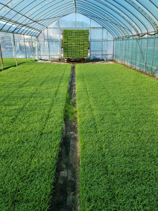 오학봉(멀티팜)님의 금쪽같은 내 작물 자랑하기 · 참여 작성글 사진