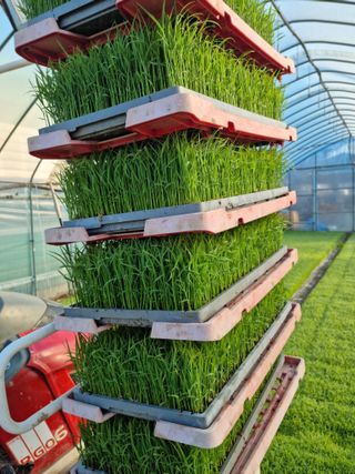 오학봉(멀티팜)님의 금쪽같은 내 작물 자랑하기 · 참여 작성글 사진