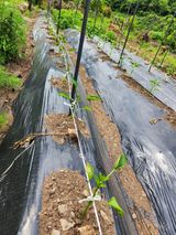 팜모닝 자유주제·자유게시판 게시글 이미지