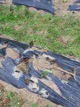 팜모닝 기타작물·자유게시판 게시글 이미지