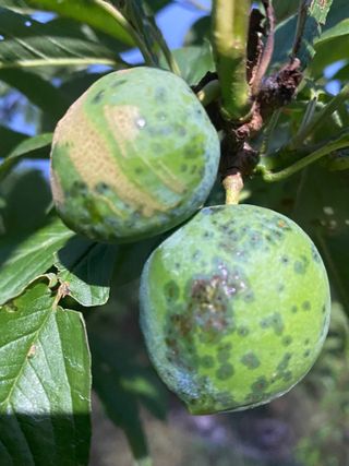 참깨30186님의 자두 · 병해충상담 작성글 사진