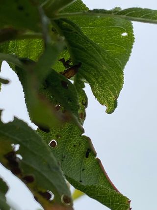 참깨30186님의 자두 · 병해충상담 작성글 사진