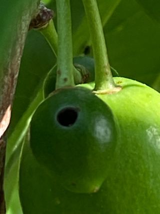 참깨30186님의 자두 · 병해충상담 작성글 사진