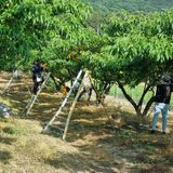 팜모닝 복숭아·자유게시판 게시글 이미지